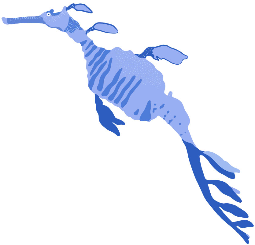 Weedy-sea-dragon Click To Reveal